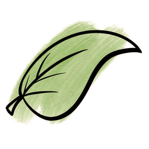 Green and white drawing that shows a leaf.